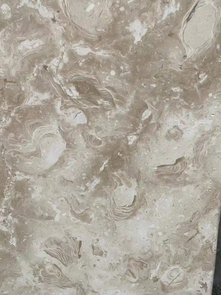 Extreme close-up of a polished Ocean Reef limestone paver showing crystal-clear shells and coral inclusions.