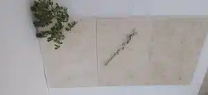 Applying adhesive for limestone tiles