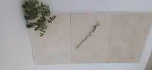 Before and after limestone tile cleaning