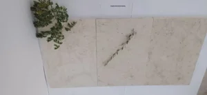 Coquina limestone variety