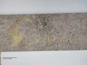 Premium limestone pavers with natural texture and fossil details