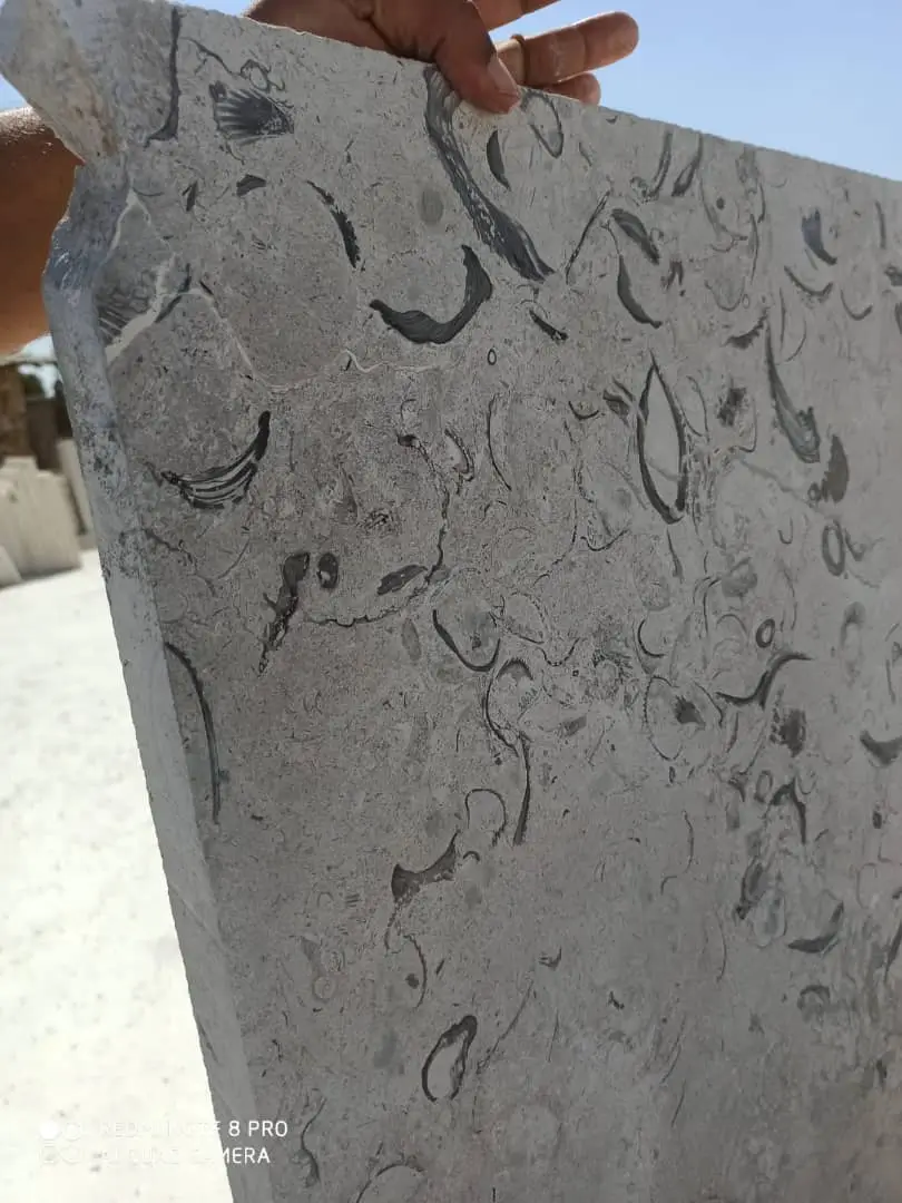 Close-up of a light grey limestone slab showcasing numerous fossilized shells and organic imprints.