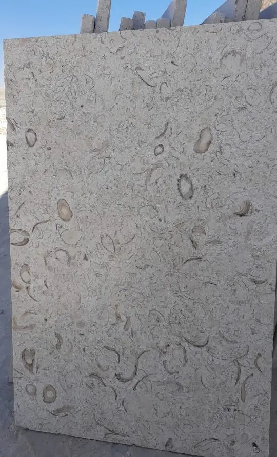 Close-up of a light-colored limestone slab with numerous fossilized shell fragments.
