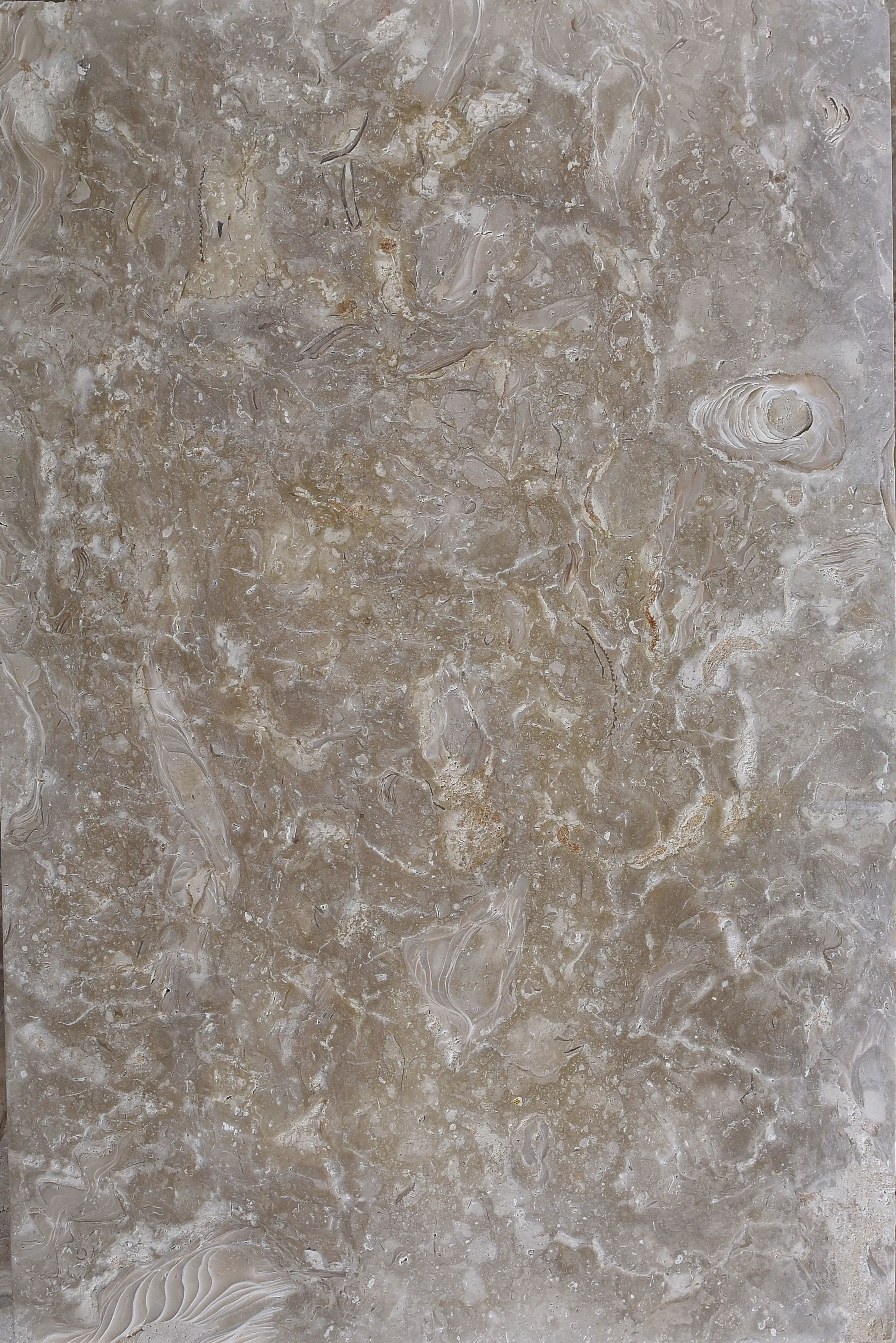 Close-up of textured limestone with fossil inclusions and veining, shown for white vs black landscaping rock.
