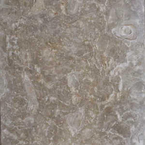 Close-up of shell and coral fossils in a brushed shellstone surface