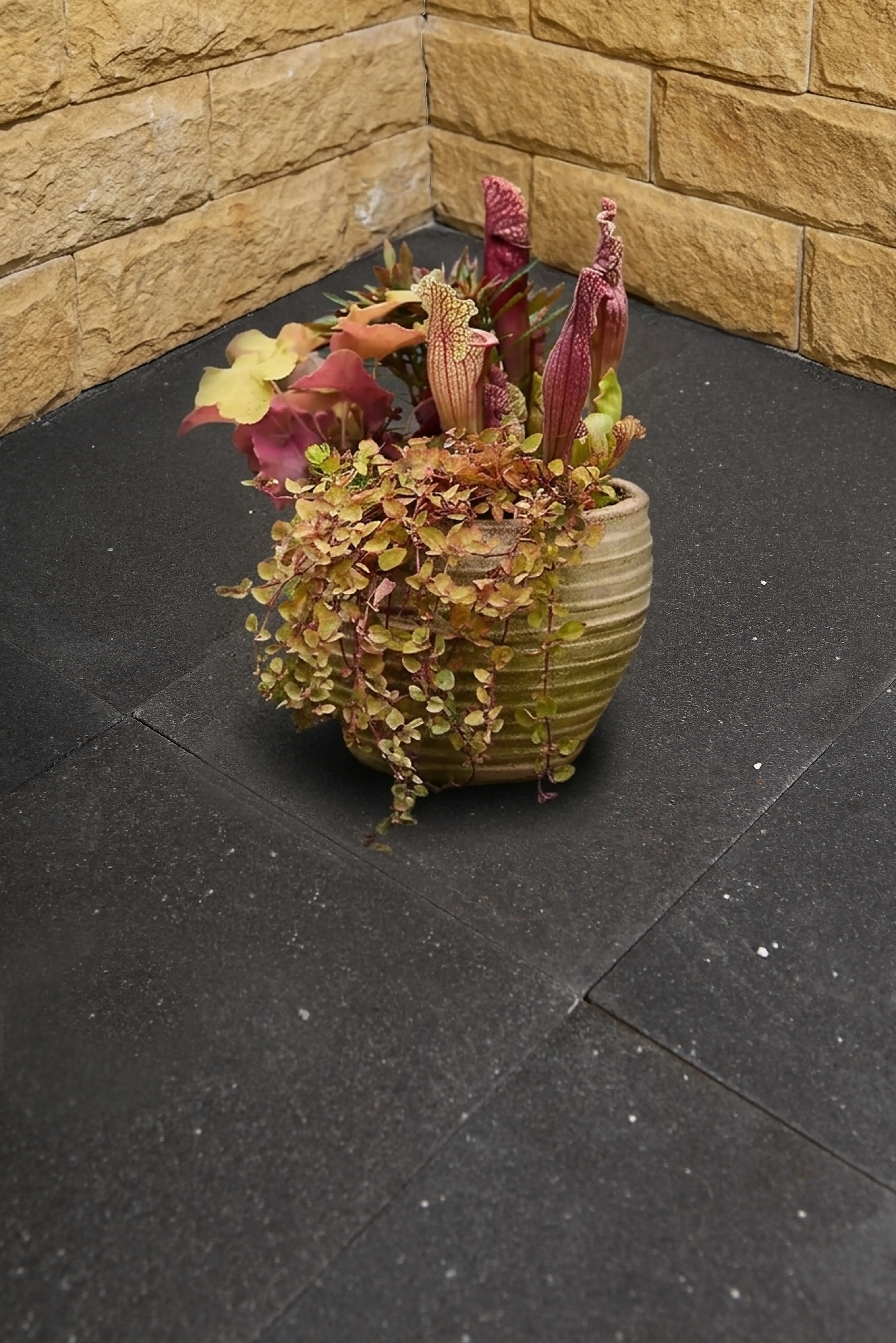 Close-up view of a decorative potted plant arrangement with trailing vines and exotic flowers, an example for 24x24 Travertine Tile.