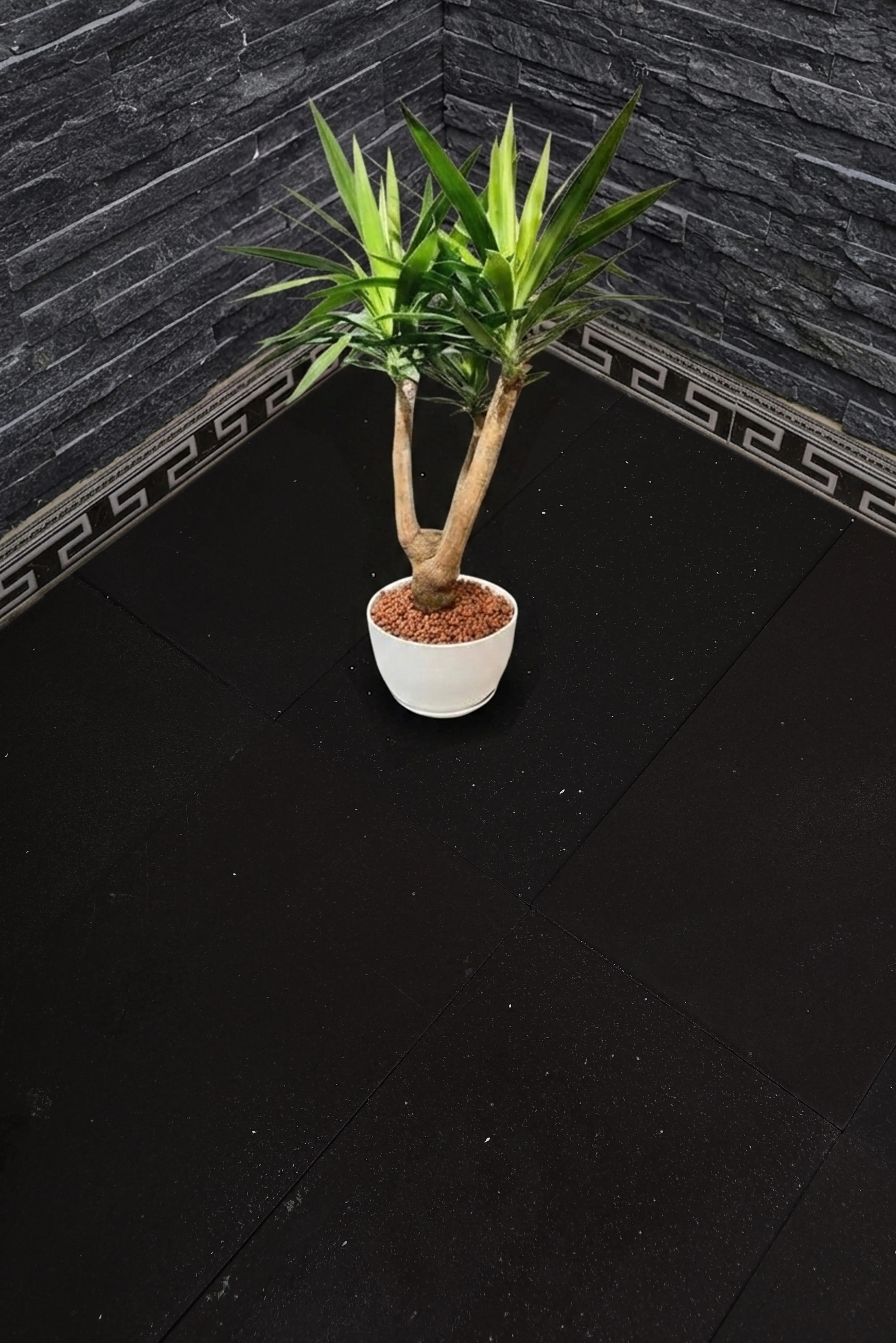 Potted Plant on Dark Flooring A green potted plant sits on a textured dark floor surface, shown for blue limestone countertops guide.