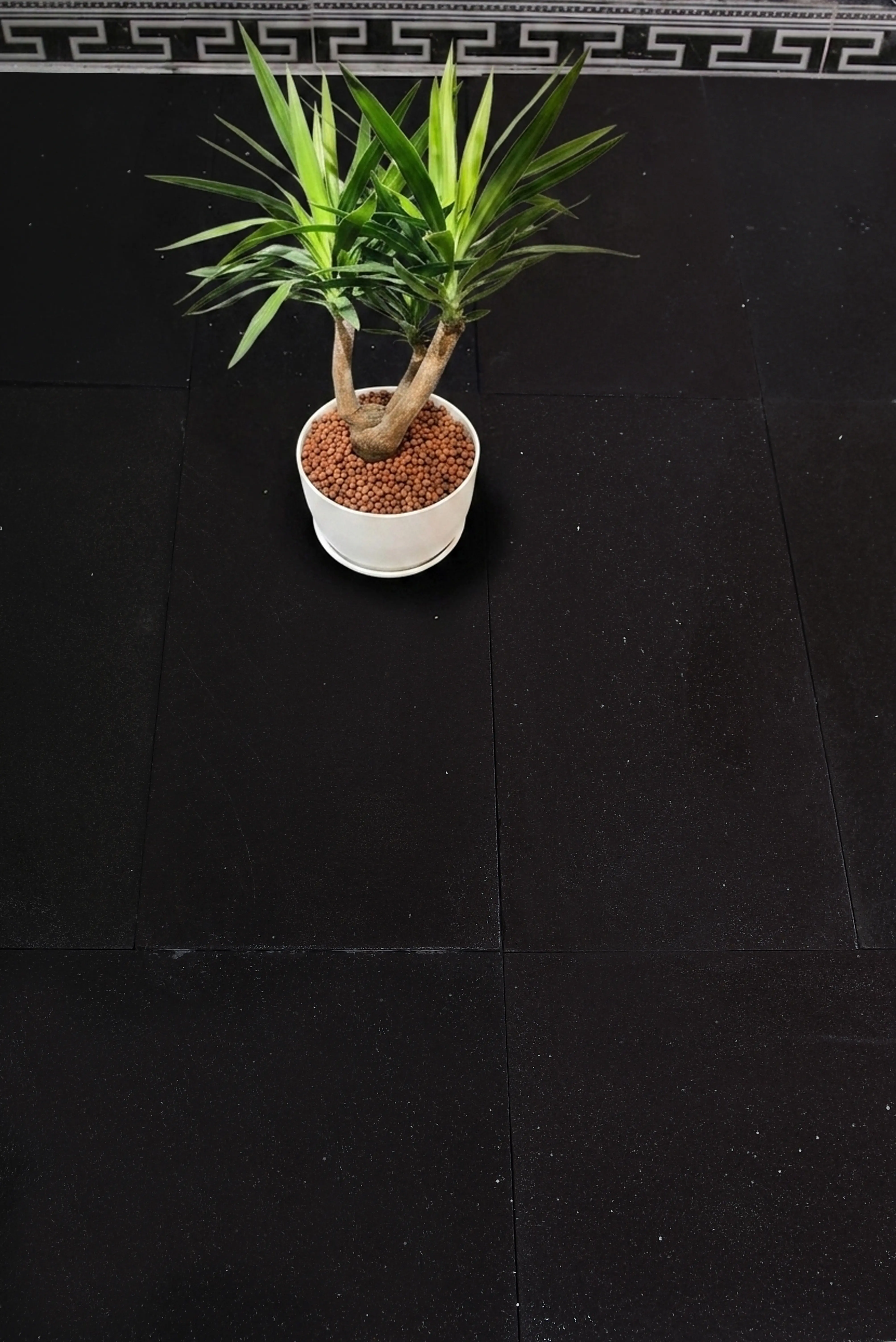 A vibrant potted Yucca plant sits on a dark textured surface, showcasing its lush green leaves, a reference for large stepping stones for walkways.