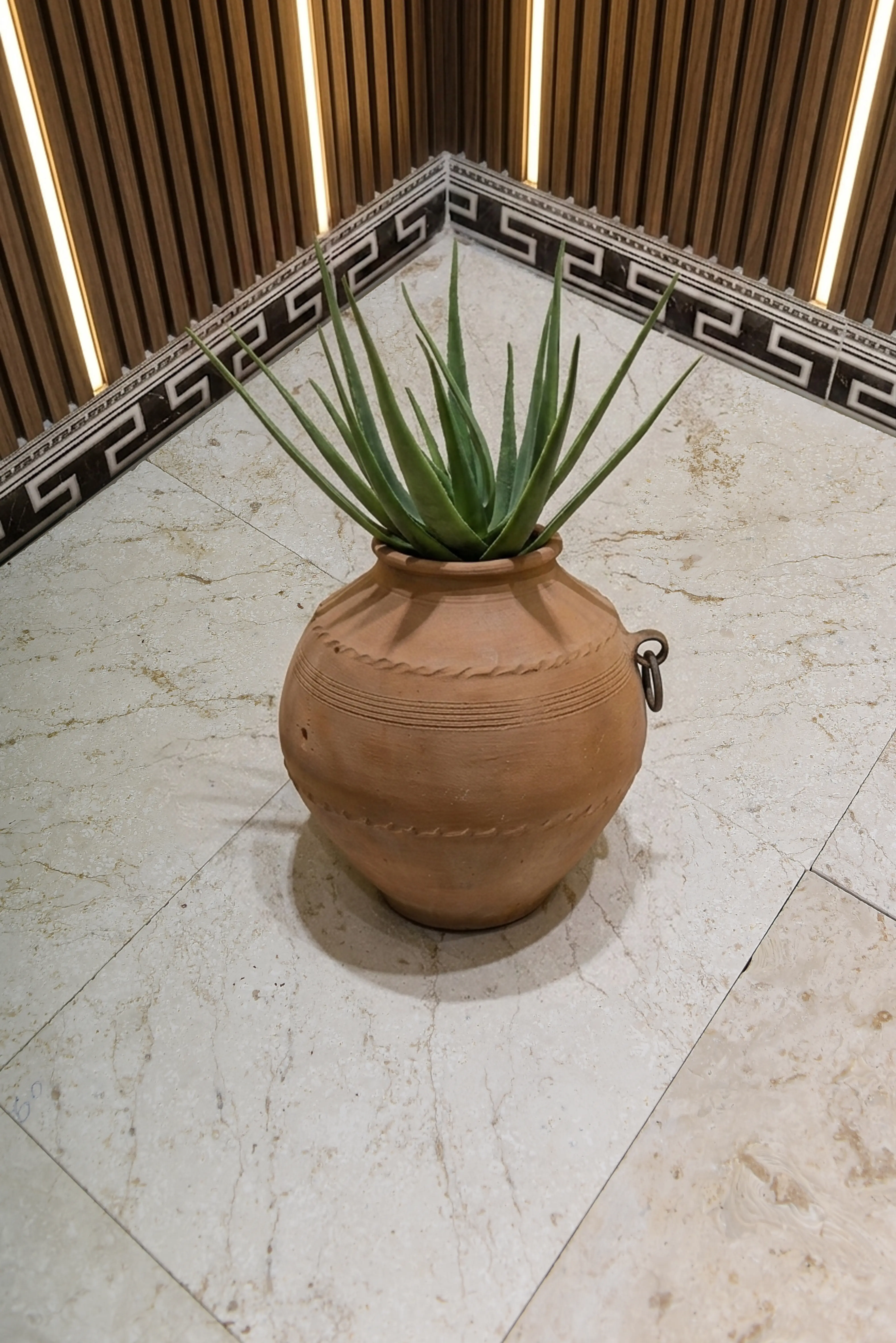 A vibrant aloe vera plant in a terracotta pot sits on a marble floor, a reference for hexagon floor tile.