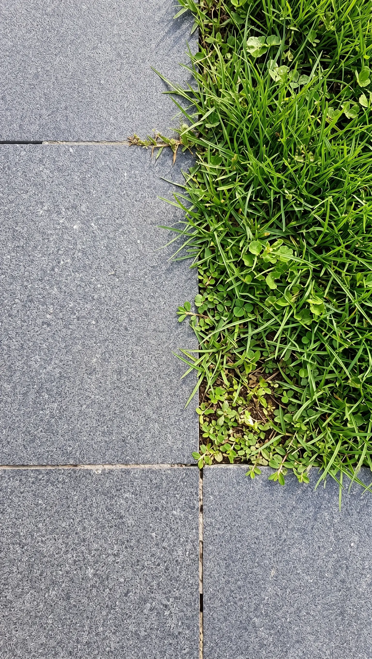Basalt pavers meet a vibrant patch of green grass and small clover plants.