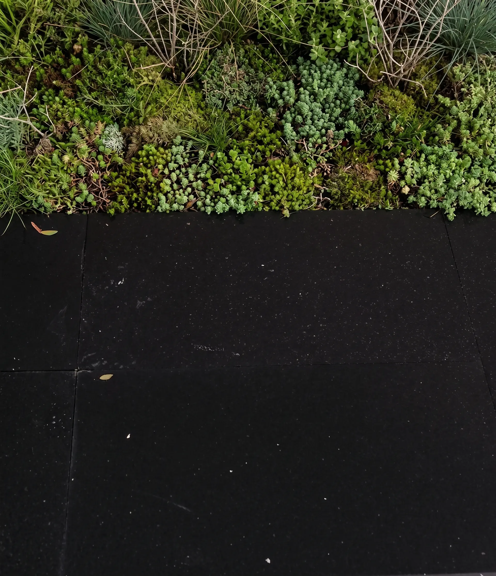 Close-up of various green ground cover plants beside dark outdoor tiles.