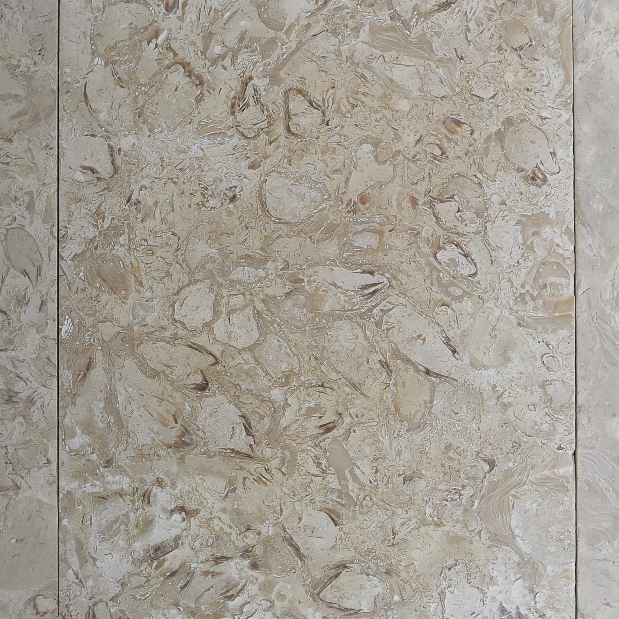 Macro of a brushed fossil beige limestone tile with dense shell and coral inclusions, neighbouring tiles at the edges.