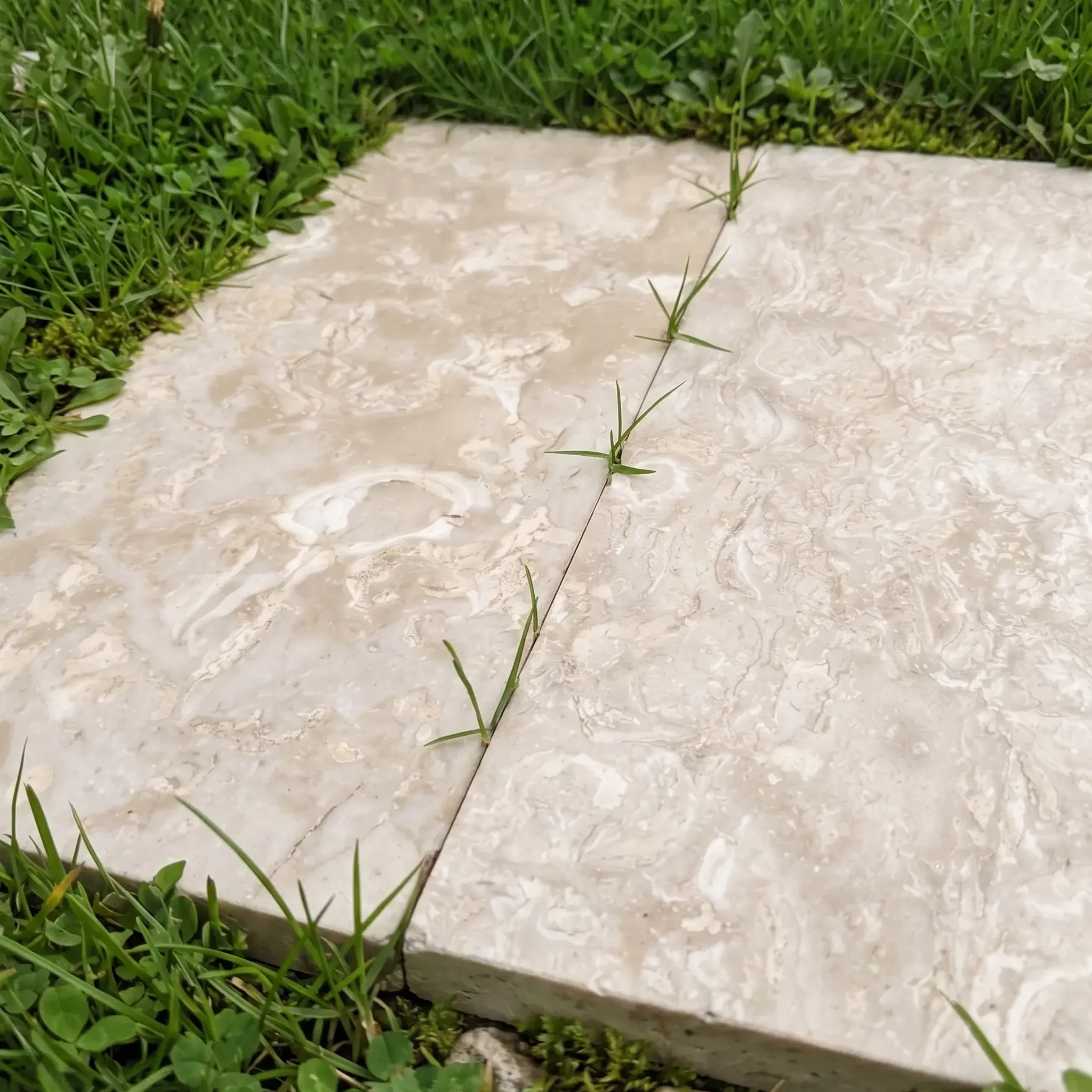 Close-up of two cream fossil-pattern shellstone pavers set in lawn with grass sprouting from the joint and gravel at the…
