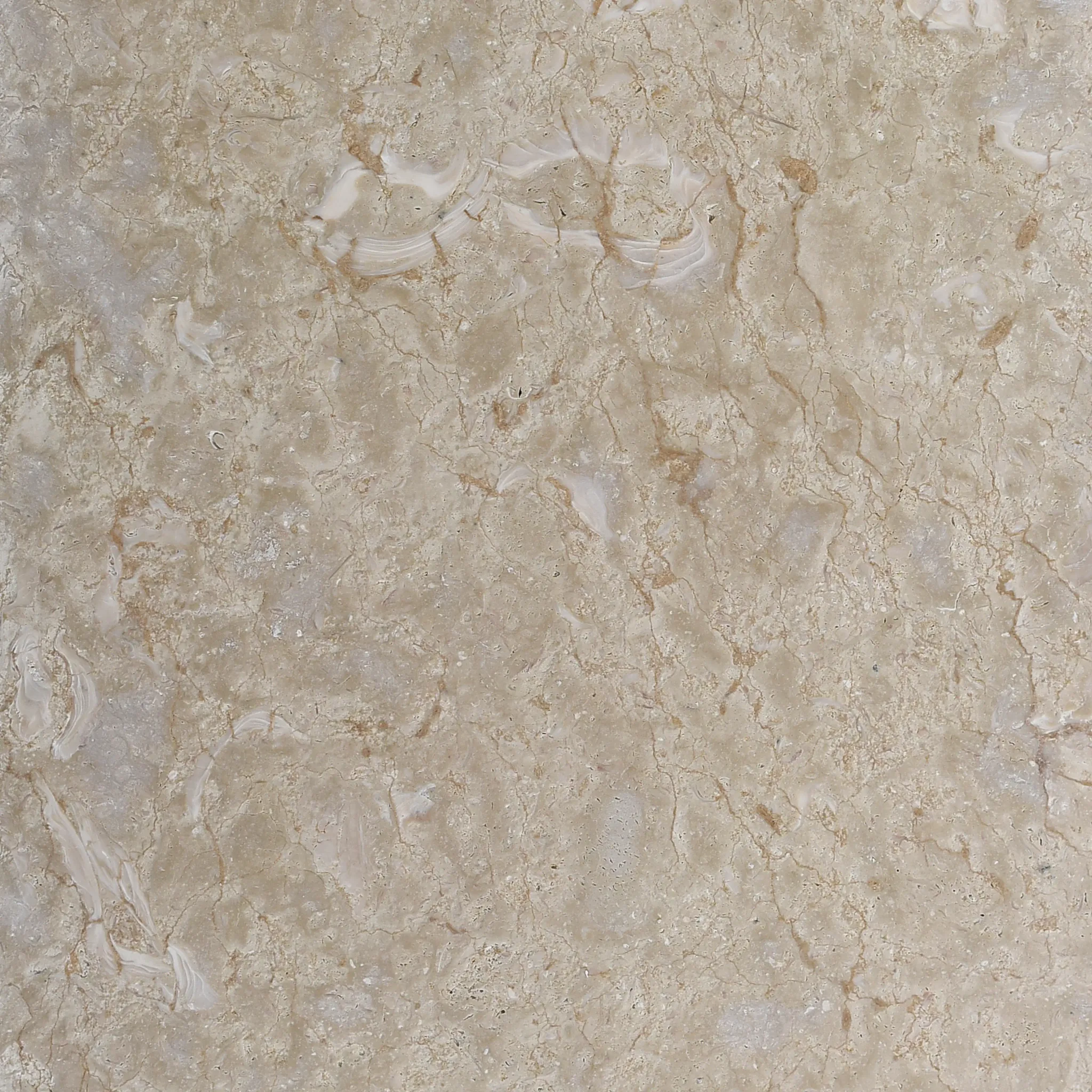 Full-frame macro of beige fossil shellstone surface with shell fragments, fine tan veining and small pores.
